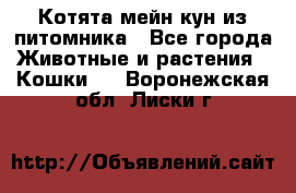 Котята мейн-кун из питомника - Все города Животные и растения » Кошки   . Воронежская обл.,Лиски г.